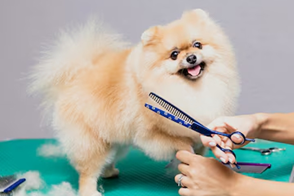 Full groom