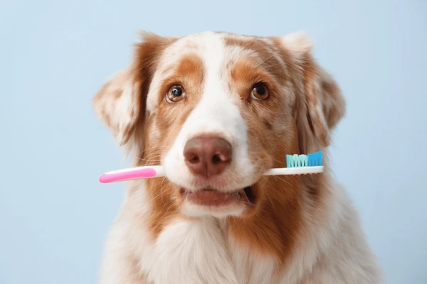 Teeth cleaning